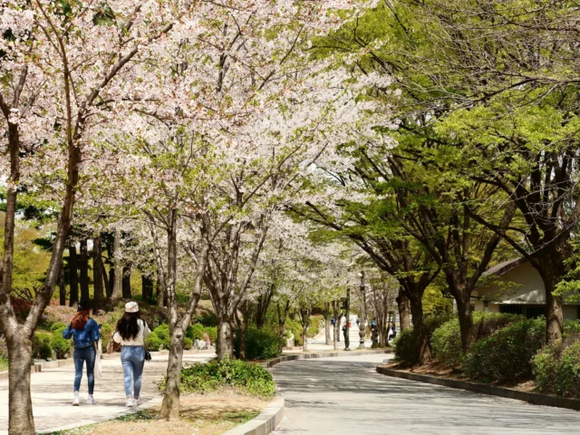 Apprendre le coréen à Séoul : universités, visa et budget​