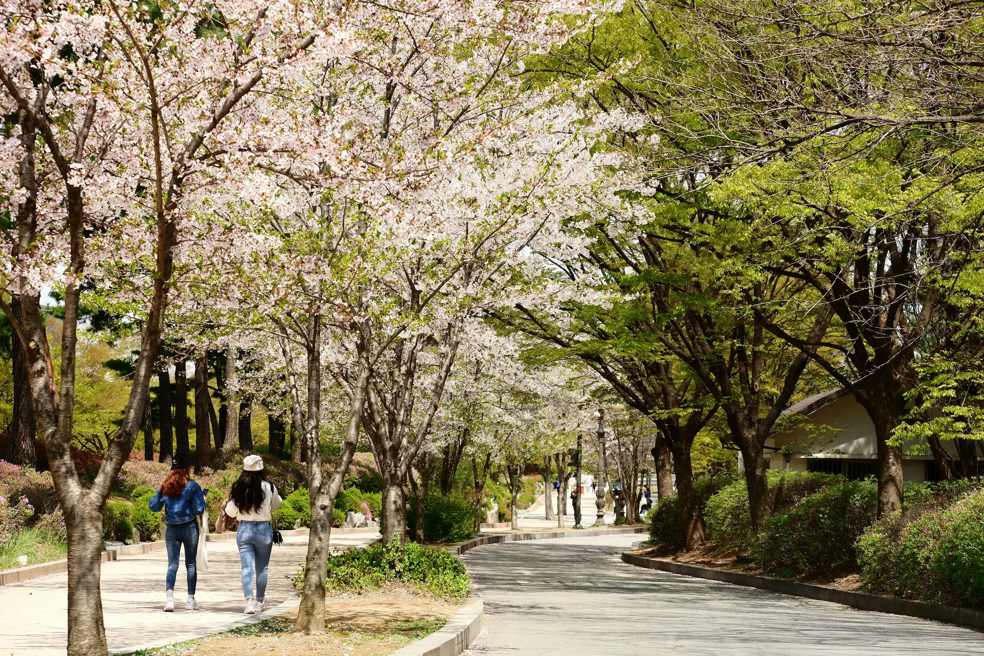 Étudier en corée du sud Étudier en corée du sud - Road to korea