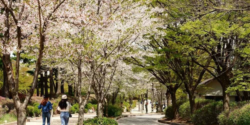 Étudier en corée du sud - Road to korea